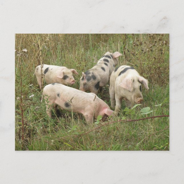 Schweine auf einer Postkarte (Vorderseite)