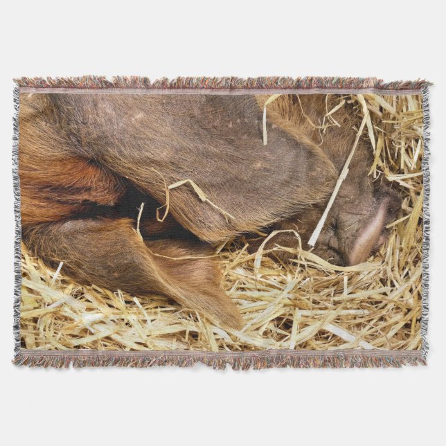 SCHWEINE DECKE (Vorderseite)