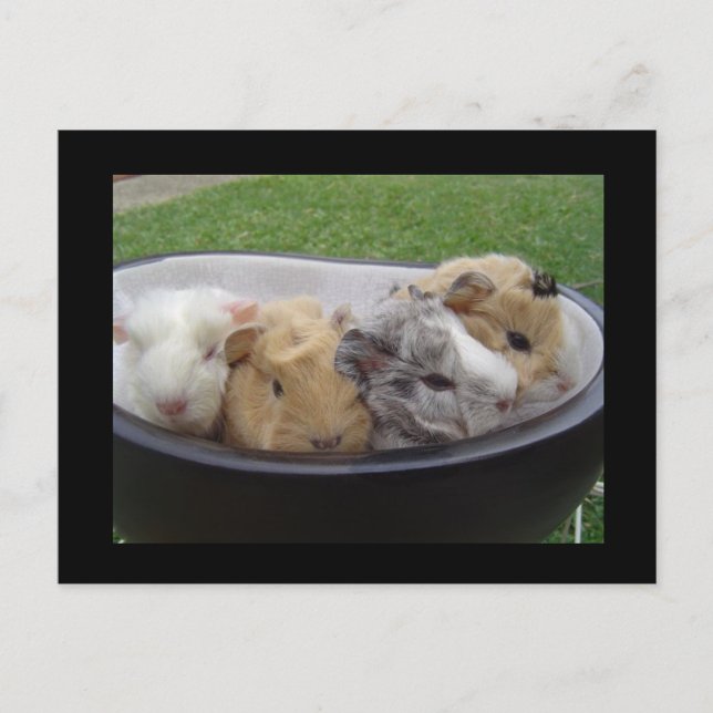 Schweine der Guinea Postkarte (Vorderseite)