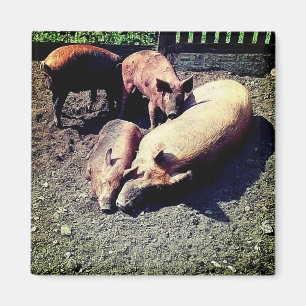 Schweine, die im Schlamm umarmt sind Magnet