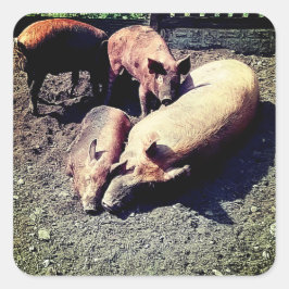 Schweine, die umarmt sind quadratischer aufkleber
