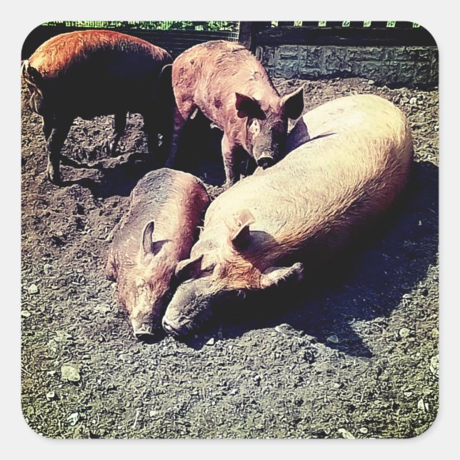 Schweine, die umarmt sind quadratischer aufkleber (Vorderseite)