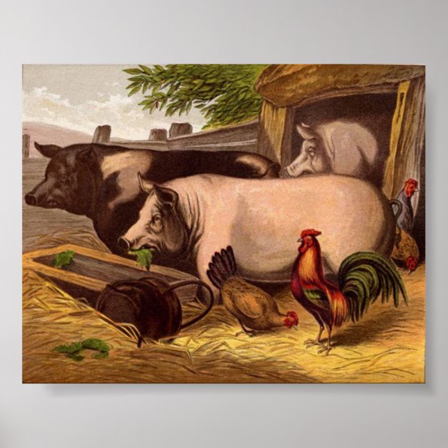 Schweine im Barnyard Poster (Vorne)