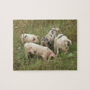 Schweine im Feld Puzzle