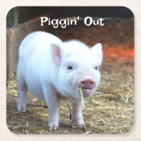 Schweine in der Landwirtschaft