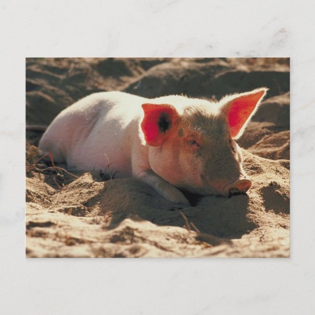 Schweine in der Sonne Postkarte (Vorderseite)