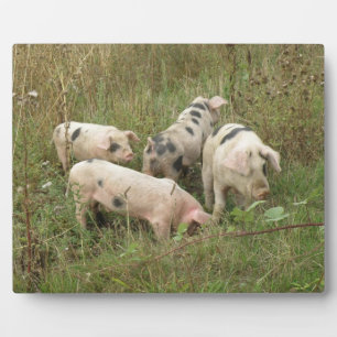 Schweine in einer Feldebene Fotoplatte