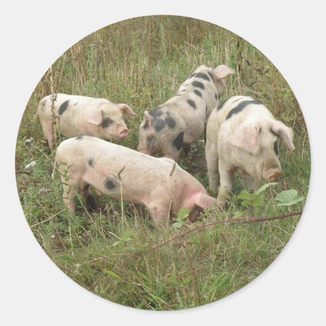 Schweine in Feldaufklebern Runder Aufkleber (Vorderseite)