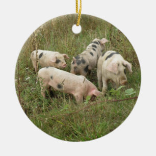 Schweine in Feldschmuck Keramikornament