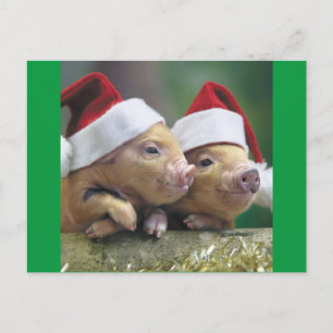 Schweine in Weihnachtsmannmütze Feiertagspostkarte