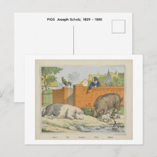 SCHWEINE Joseph Scholz, 1829 - 1880 Postkarte