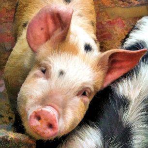 SCHWEINE KAFFEE-TASSE KAFFEETASSE