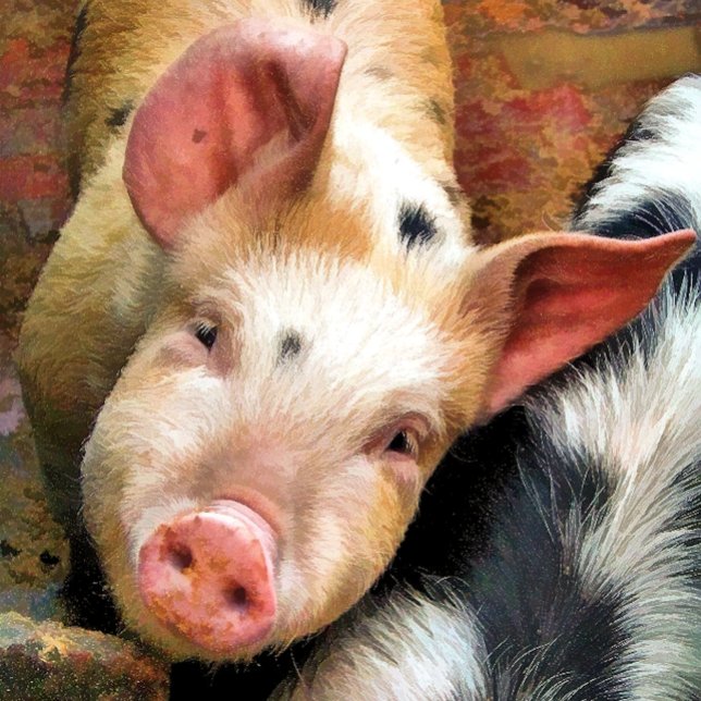 SCHWEINE KAFFEE-TASSE KAFFEETASSE (Von Creator hochgeladen)