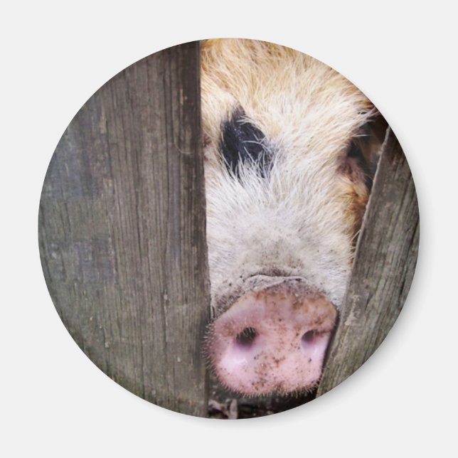 SCHWEINE MAGNET (Vorne)