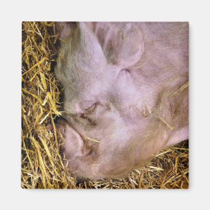 SCHWEINE MAGNET