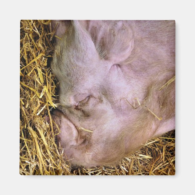 SCHWEINE MAGNET (Vorne)