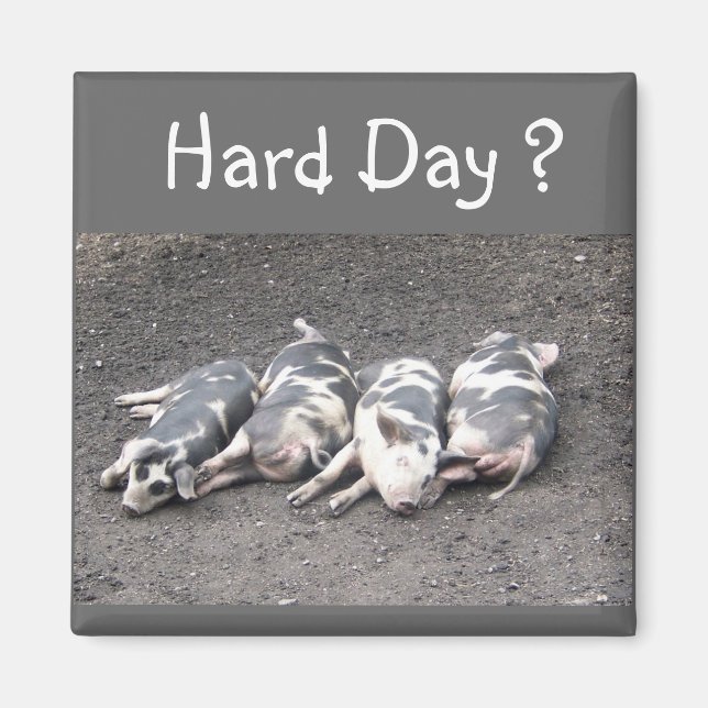 Schweine Magnet (Vorne)