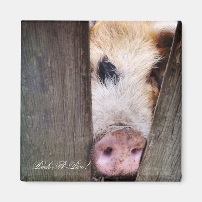 SCHWEINE MAGNET (Vorne)