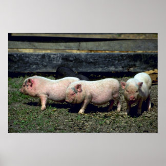 Schweine Poster