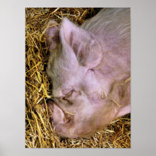 SCHWEINE POSTER