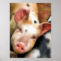 SCHWEINE