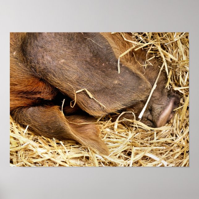 SCHWEINE POSTER (Vorne)