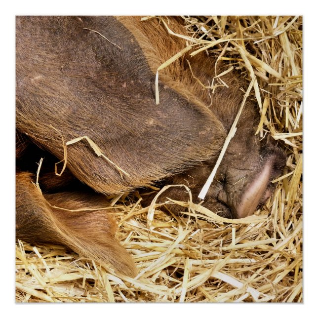 SCHWEINE POSTER (Vorderseite)