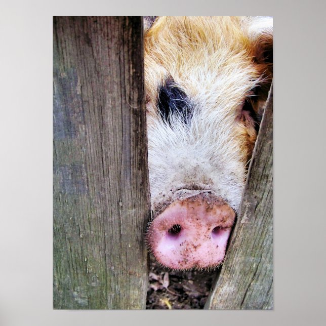 SCHWEINE POSTER (Vorne)