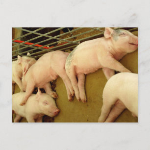 Schweine - Postkarte
