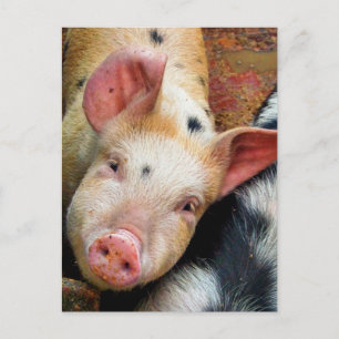 SCHWEINE POSTKARTE