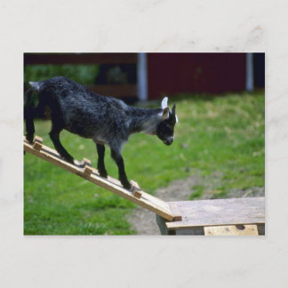 Schweine Postkarte