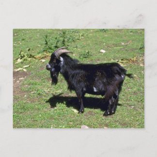 Schweine Postkarte