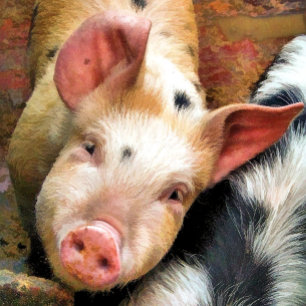 SCHWEINE QUADRATISCHER AUFKLEBER