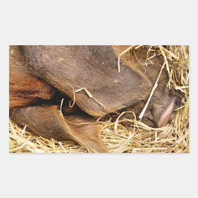 SCHWEINE RECHTECKIGER AUFKLEBER (Vorderseite)