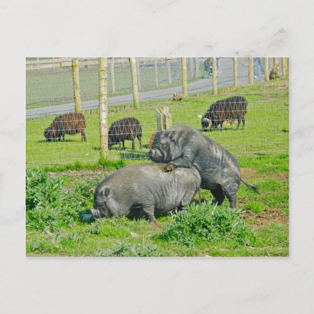 Schweine-Rücken-Fahrt Postkarte (Vorderseite)