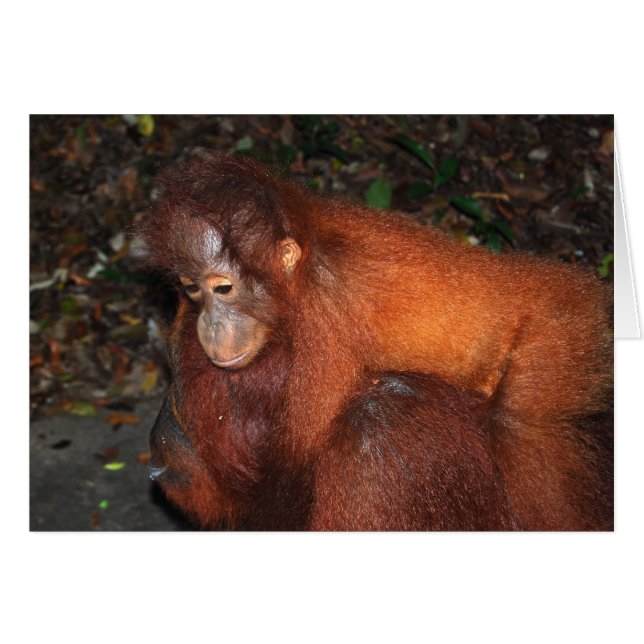 Schweine Rückfahrt von der Mutter von Orangutan in (Vorderseite (Horizontal))