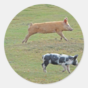 Schweine Runder Aufkleber