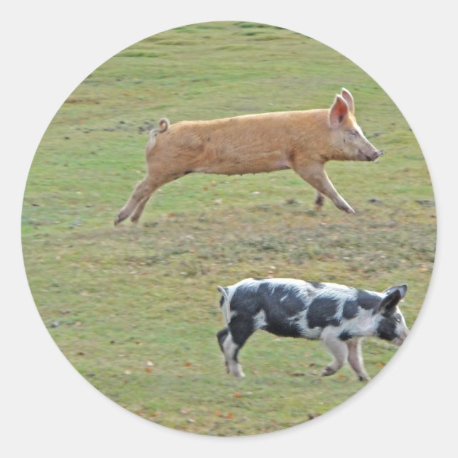 Schweine Runder Aufkleber (Vorderseite)
