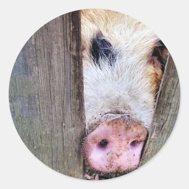 SCHWEINE RUNDER AUFKLEBER (Vorderseite)