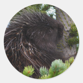 Schweine Runder Aufkleber