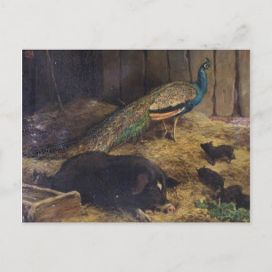 Schweine und Pfau von Charles Burton Barber im Jah Postkarte