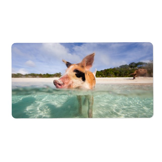 Schweine von Exuma (Vorne)