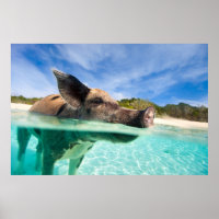 Schweine von Exuma