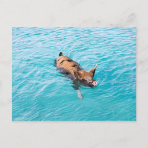 Schweine von Exuma Postkarte