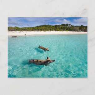 Schweine von Exuma Postkarte