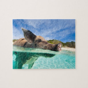 Schweine von Exuma Puzzle