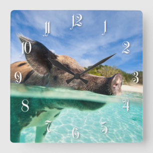 Schweine von Exuma Quadratische Wanduhr