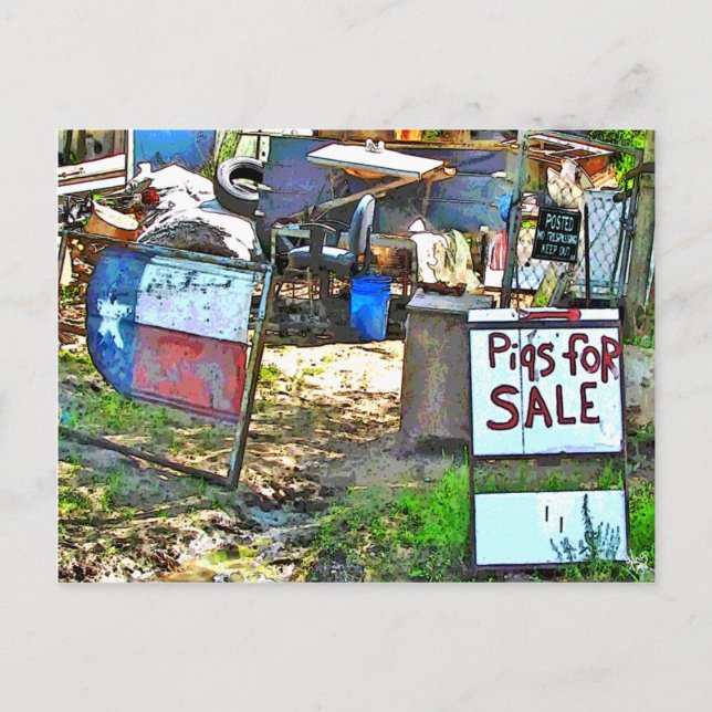 Schweine zum Verkauf in Dale, TX Postkarte (Vorderseite)