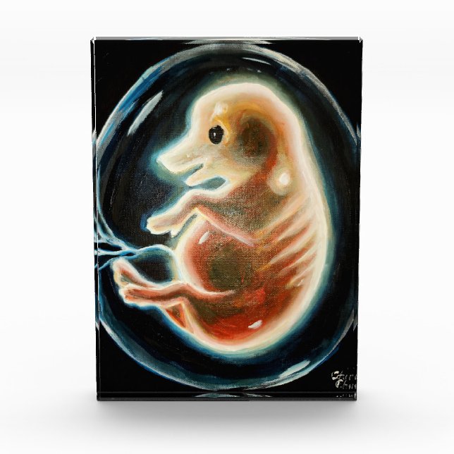 Schweineembryo Fotoblock (Vorderseite)