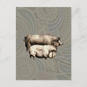 Schweinefarm Land Antike Illustration Kunst, Dicht Postkarte